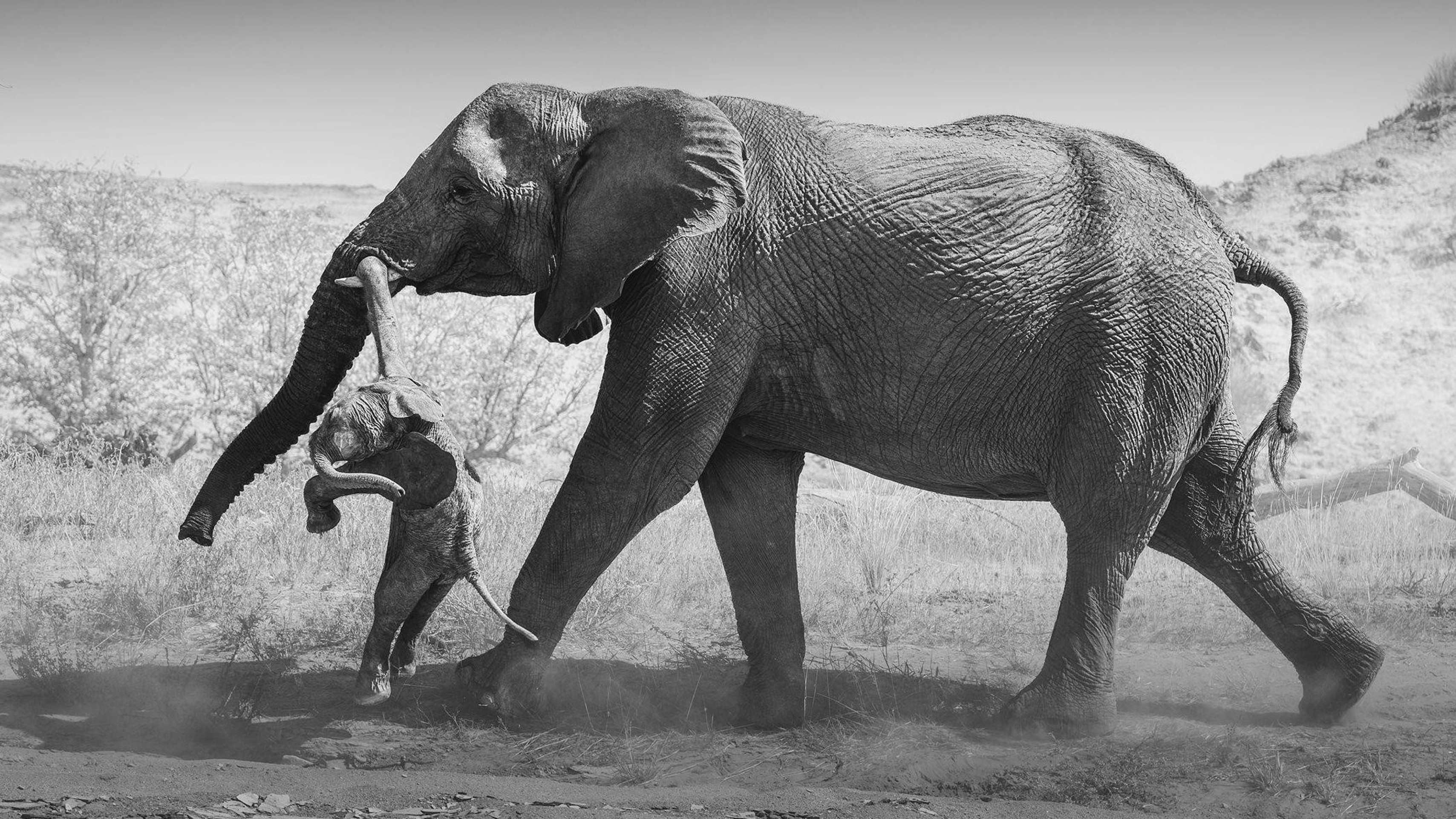 O que as imagens de uma elefanta carregando um filhote morto revelam sobre o luto dos animais - Foto
