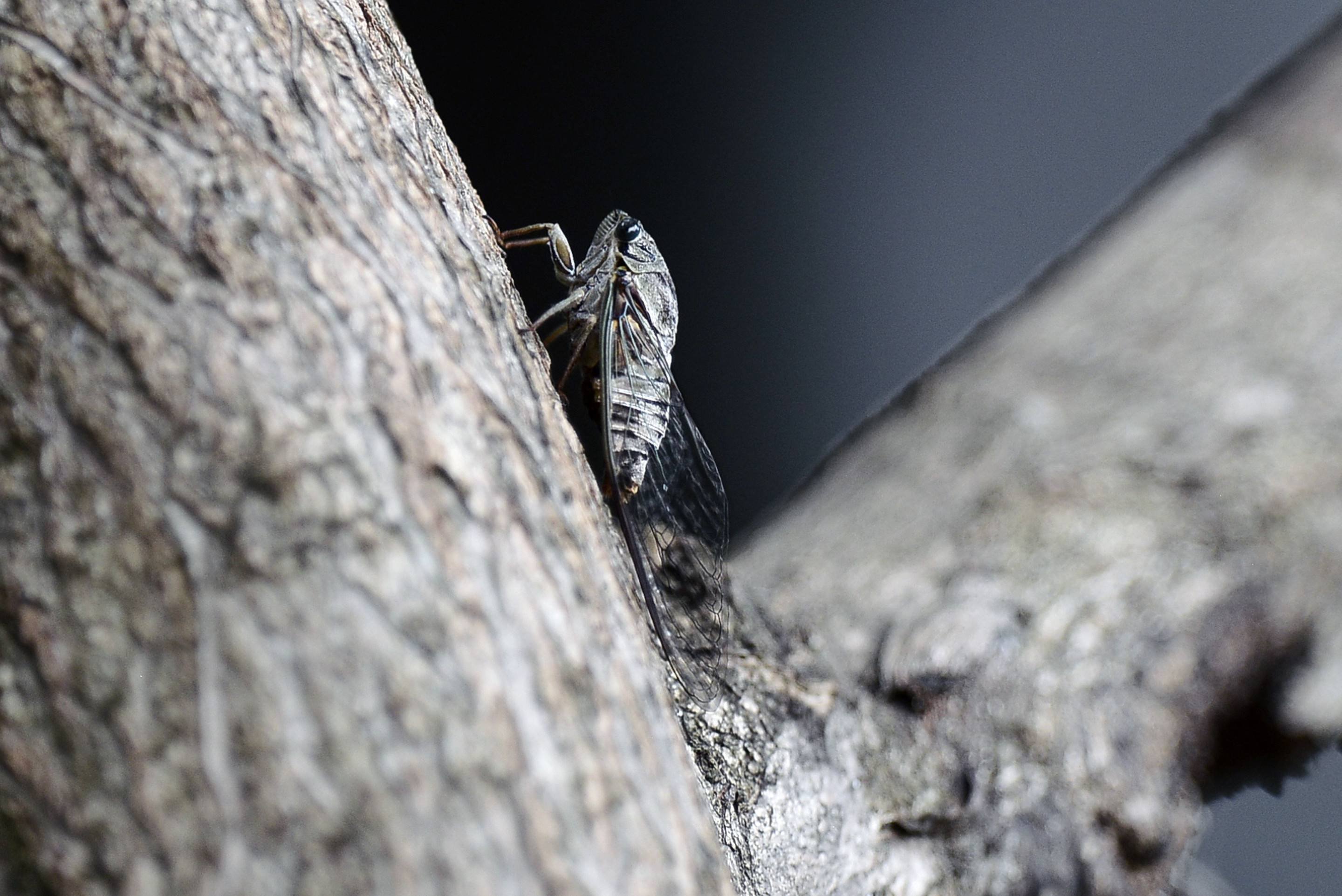 O barulho das cigarras remete Consuelo &agrave; ro&ccedil;a onde viveu