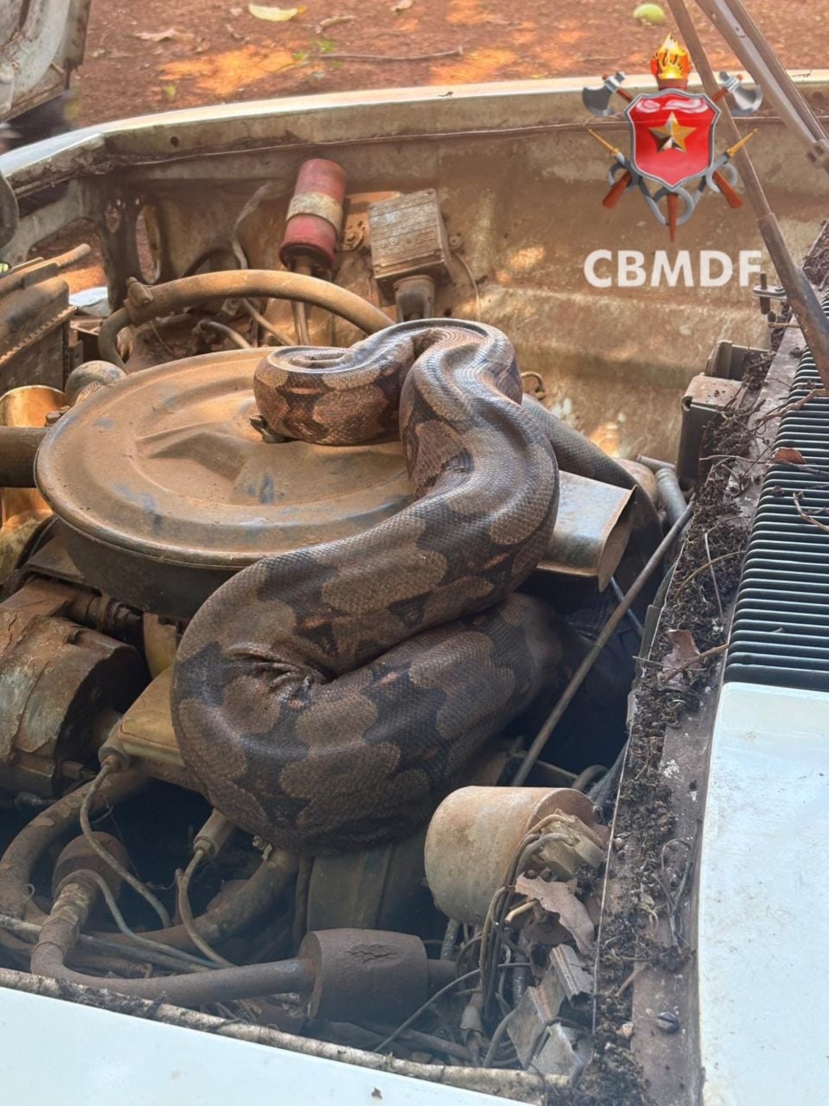Jiboia foi achada em motor de ve&iacute;culo pelo Corpo de Bombeiros
