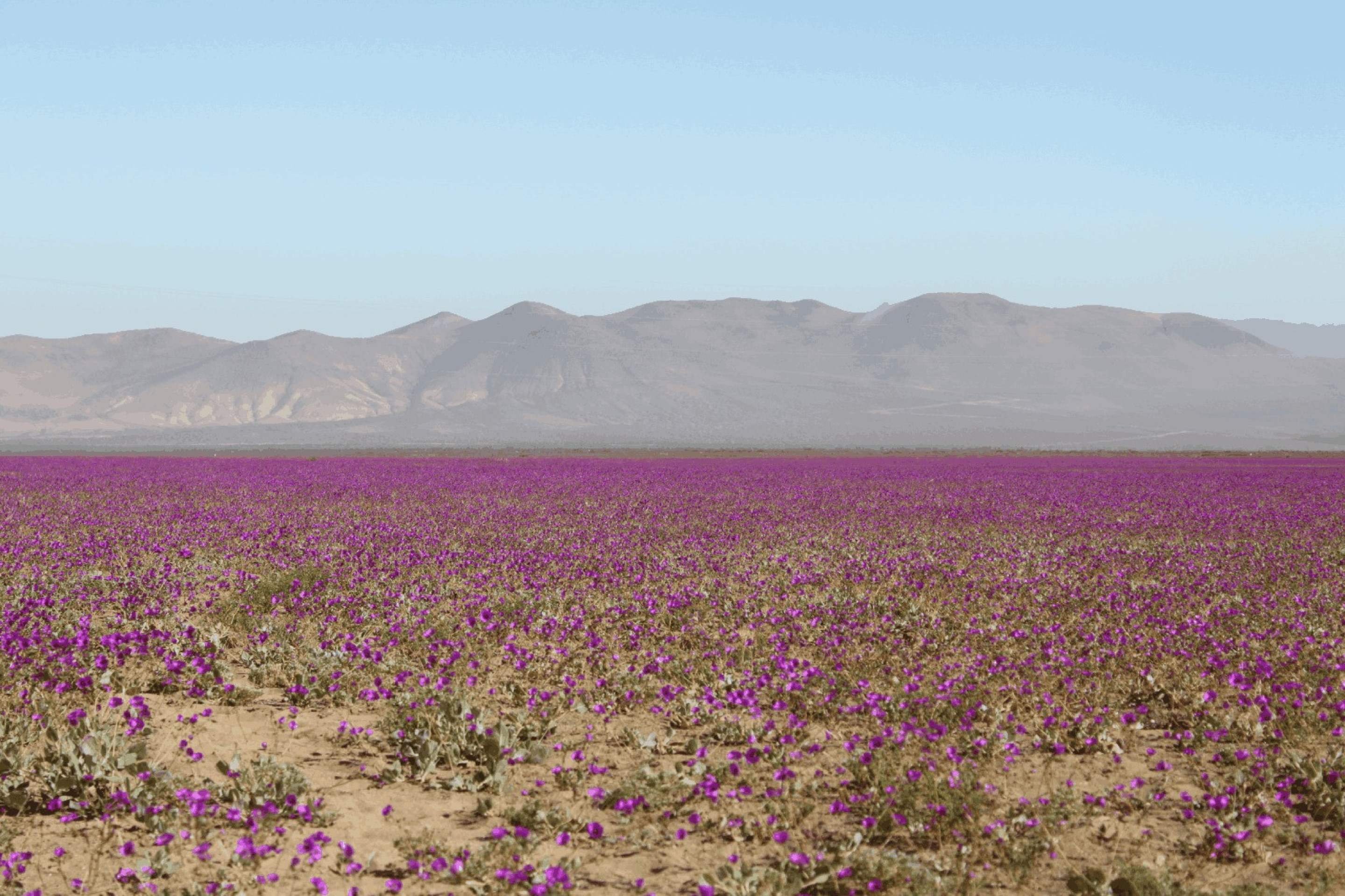 O milagre das cores no deserto mais árido do mundo