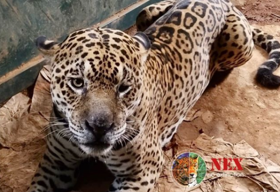 Ousado, nome que foi dado ao animal, foi solto na região de Porto Jofre, em Poconé (MT), local onde havia sido resgatado em setembro deste ano - (crédito: Reprodução/Instagram) Ousado, nome que foi dado ao animal, foi solto na região de Porto Jofre, em Poconé (MT), local onde havia sido resgatado em setembro deste ano - (crédito: Reprodução/Instagram)