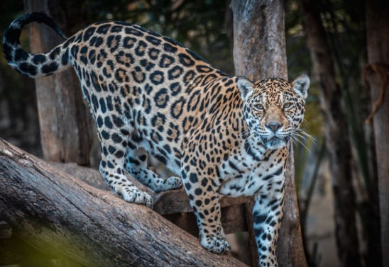 Ivan Mattos/Zoológico de Brasília 