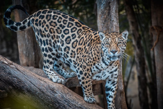  (crédito: Ivan Mattos/Zoológico de Brasília )