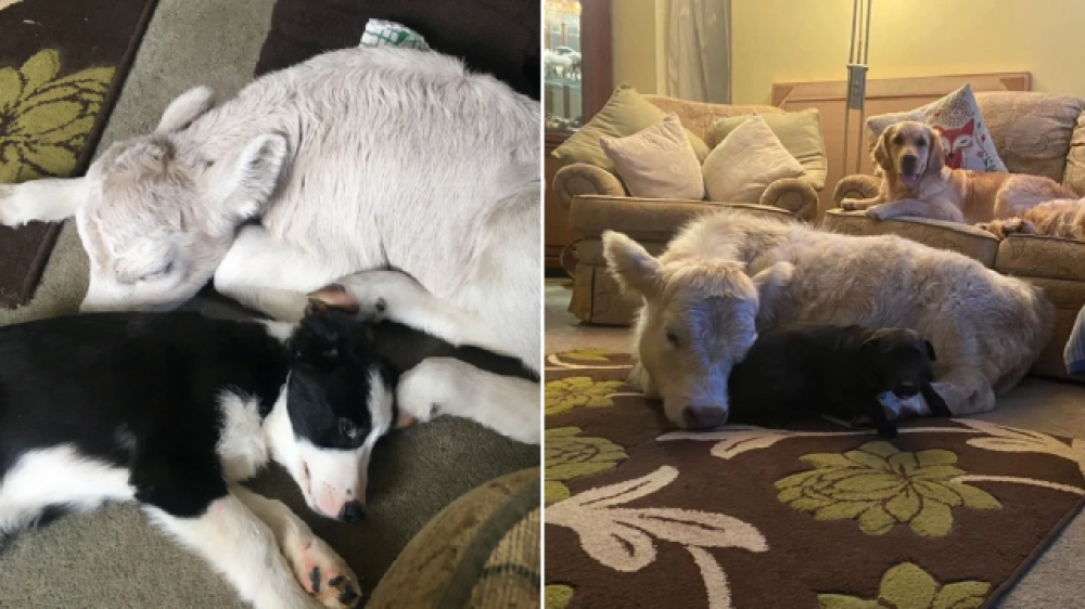 Bezerra adotada por família na Inglaterra vive com os cachorros dentro de casa e age como mascote. Crédito: Molly Northmore/SWNS/MetroUK.