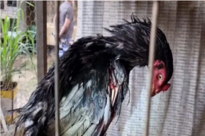  (crédito: Divulgação/PMDF)