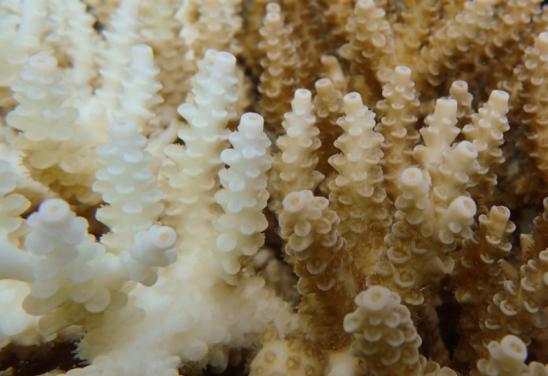  ARC Centre of Excellence for Coral Reef Studies/Greg Torda/Divulgação