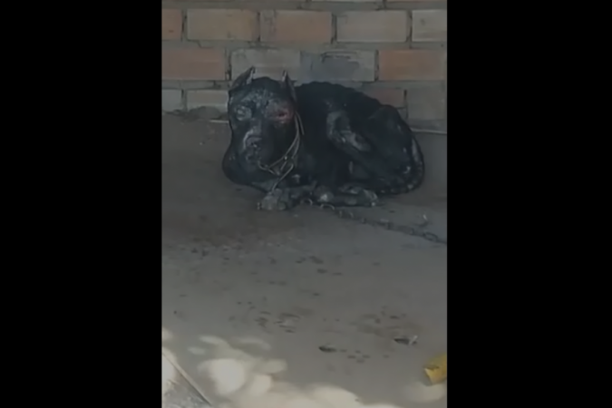  (crédito: Reprodução vídeo)