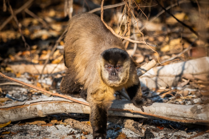 Crédito; Fernando Faciole/GRAD - 