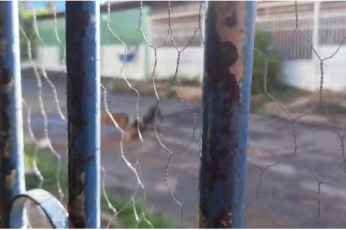 O cachorro atacado pelos dois pitbulls morreu no local -  (crédito: Reprodução)