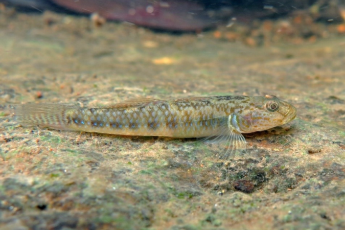 Tem mais peixe Goby no mundo! - (crédito: Divulgação) Tem mais peixe Goby no mundo! - (crédito: Divulgação)