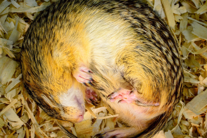 Esquilos terrestres de três forras enrolados para a hibernação - (crédito: PHOTO COURTESY ROB STREIFFER) Esquilos terrestres de três forras enrolados para a hibernação - (crédito: PHOTO COURTESY ROB STREIFFER)