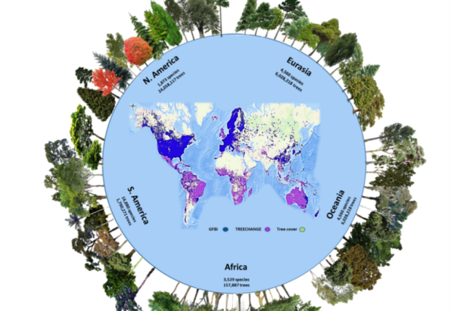 Esta é a primeira estimativa da riqueza de espécies de árvores em nível global - (crédito: CAZZOLLA GATTI ET AL. / PNAS) Esta é a primeira estimativa da riqueza de espécies de árvores em nível global - (crédito: CAZZOLLA GATTI ET AL. / PNAS)