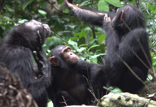 Projeto de chimpanzé Ozouga/Tobias Deschner/Divulgação