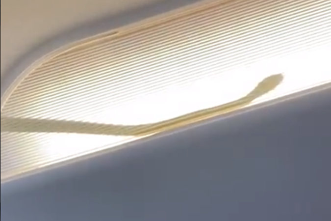 Cobra em avião causa pouso de emergência na Malásia -  (crédito: Reprodução/Redes Sociais)