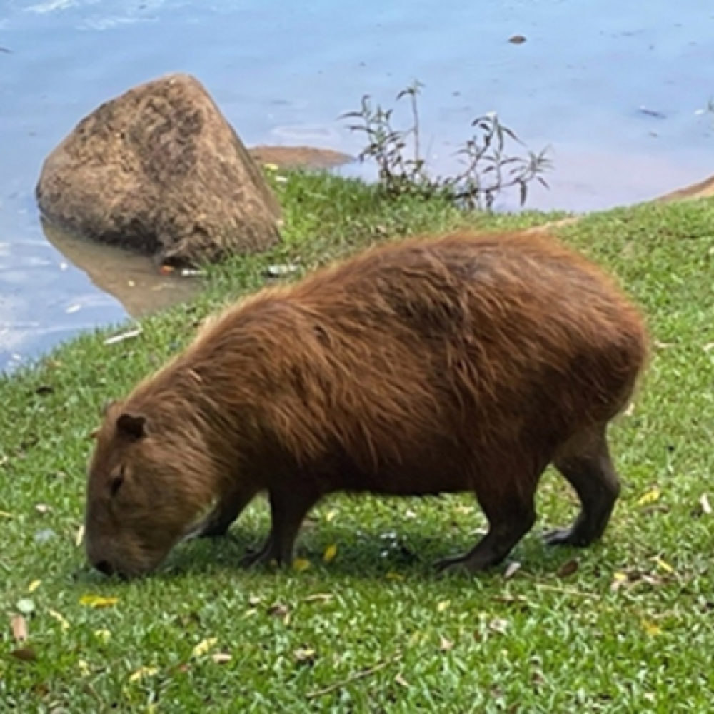 Enzimas descobertas no intestino da capivara podem facilitar o