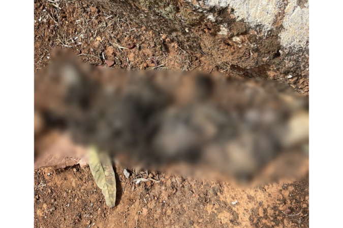 Um dos animais estava em estado avançado de descomposição - (crédito: Material cedido ao Correio) Um dos animais estava em estado avançado de descomposição - (crédito: Material cedido ao Correio)