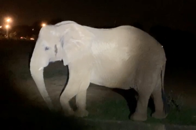 Zoológico de Brasília abre inscrições para visita noturna