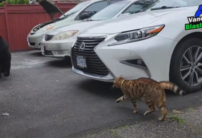 O gato, da raça Bengal, se chama Tigger e tem dois anos de idade -  (crédito: Reprodução/Redes sociais/ @blasterbrawls)