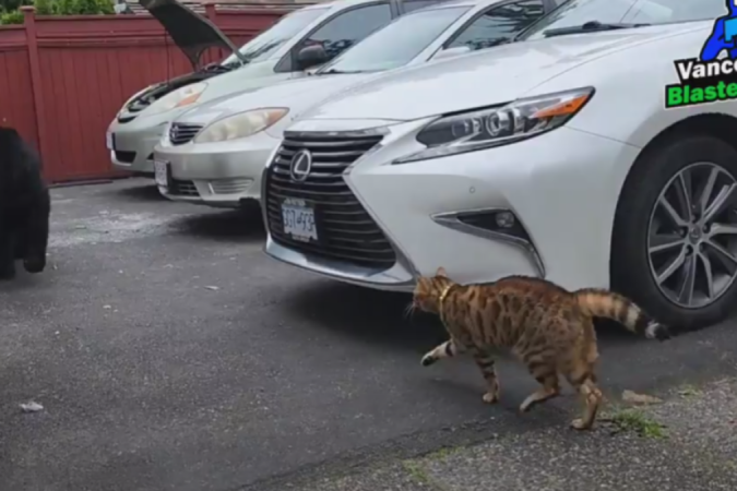 A domestic cat releases a bear that tried to break into the house;  Watch