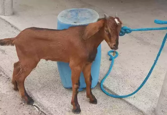 Divulgação/Proteção Animal de Porteirinha