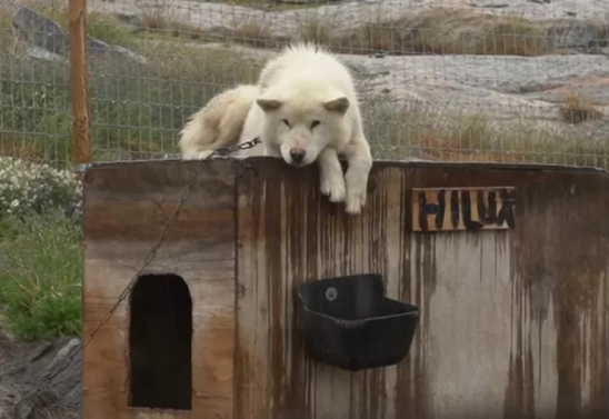 Cães de trenó da Groenlândia são uma raça única, mas seu número diminuiu