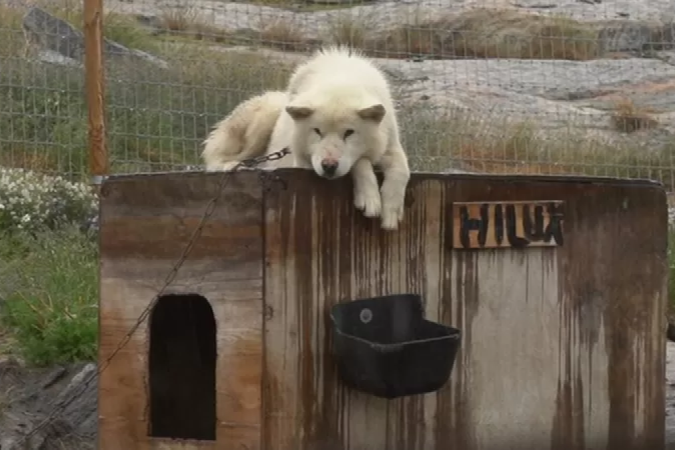 (crédito: Cães de trenó da Groenlândia são uma raça única, mas seu número diminuiu) (crédito: Cães de trenó da Groenlândia são uma raça única, mas seu número diminuiu)
