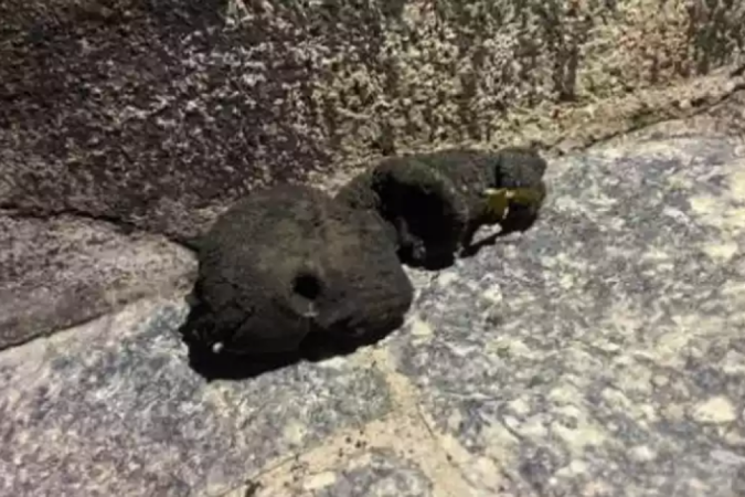 Boneco de borracha foi confundido com feto - (crédito: Redes Sociais/Reprodução) Boneco de borracha foi confundido com feto - (crédito: Redes Sociais/Reprodução)