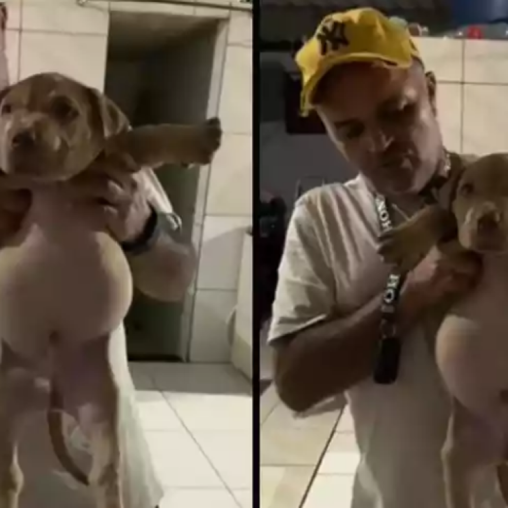 Cachorro cai em saco de ração, faz banquete e viraliza na internet