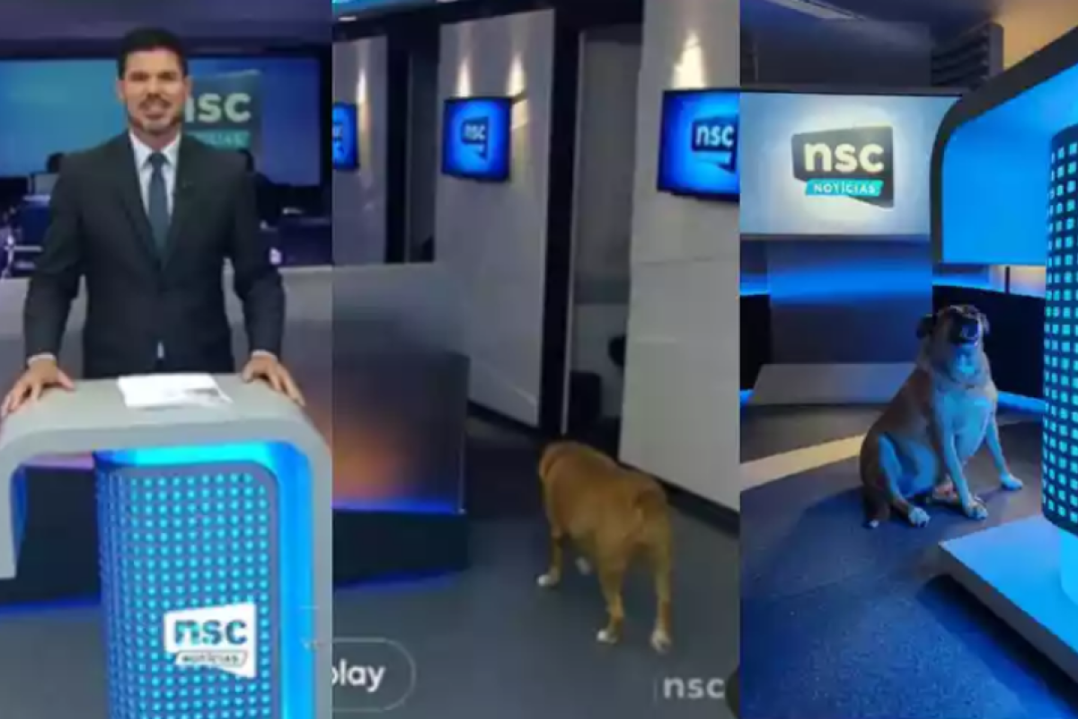 Cachorro invade telejornal local da TV Globo e chama atenção da internet