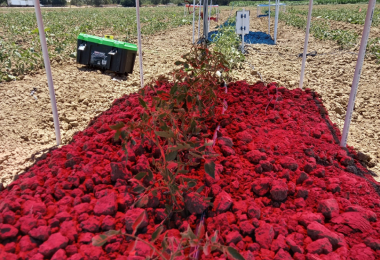 Painéis solares emitem uma luz vermelha sobre plantação de tomate  em um campo de pesquisa na Universidade da Califórnia, em Davis.