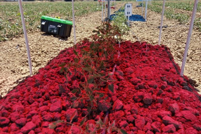 (crédito: Painéis solares emitem uma luz vermelha sobre plantação de tomate em um campo de pesquisa na Universidade da Califórnia, em Davis.) (crédito: Painéis solares emitem uma luz vermelha sobre plantação de tomate em um campo de pesquisa na Universidade da Califórnia, em Davis.)