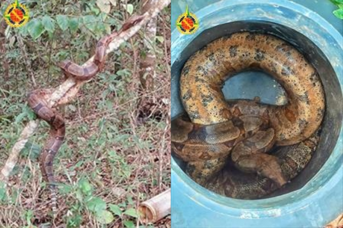Jiboia é resgatada pela Polícia Militar do DF em quintal de casa do Jardim Botânico - (crédito: Divulgação/PMDF) Jiboia é resgatada pela Polícia Militar do DF em quintal de casa do Jardim Botânico - (crédito: Divulgação/PMDF)