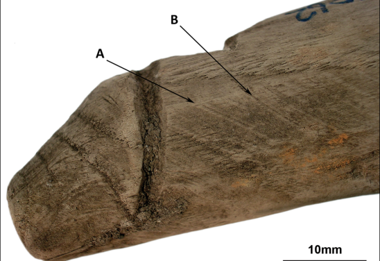 Reprodução/Cambridge University Press