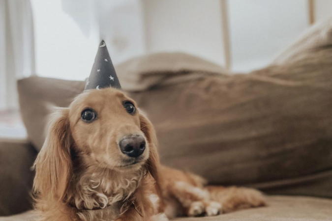  (crédito: Reprodução/Instagram @fifilittledarling)