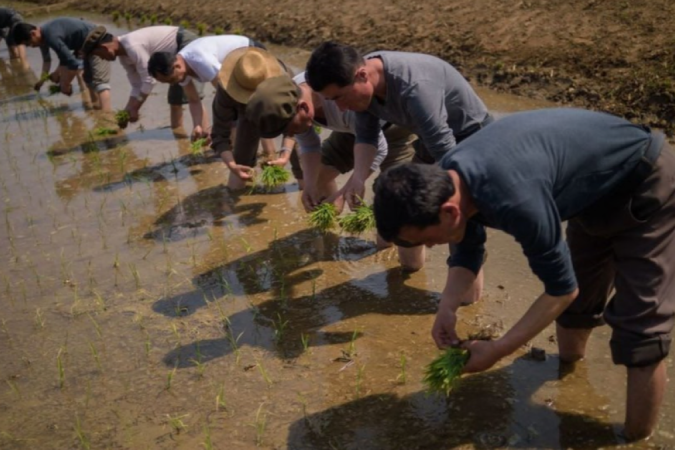 Foto de arquivo mostra norte-coreanos participando de evento anual de plantio de arroz na cidade de Nampho em 2019 -  (crédito: Getty Images)