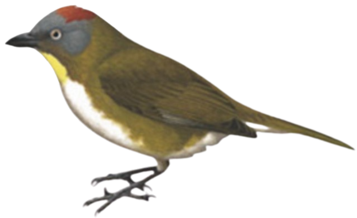 Aleadryas rufinucha