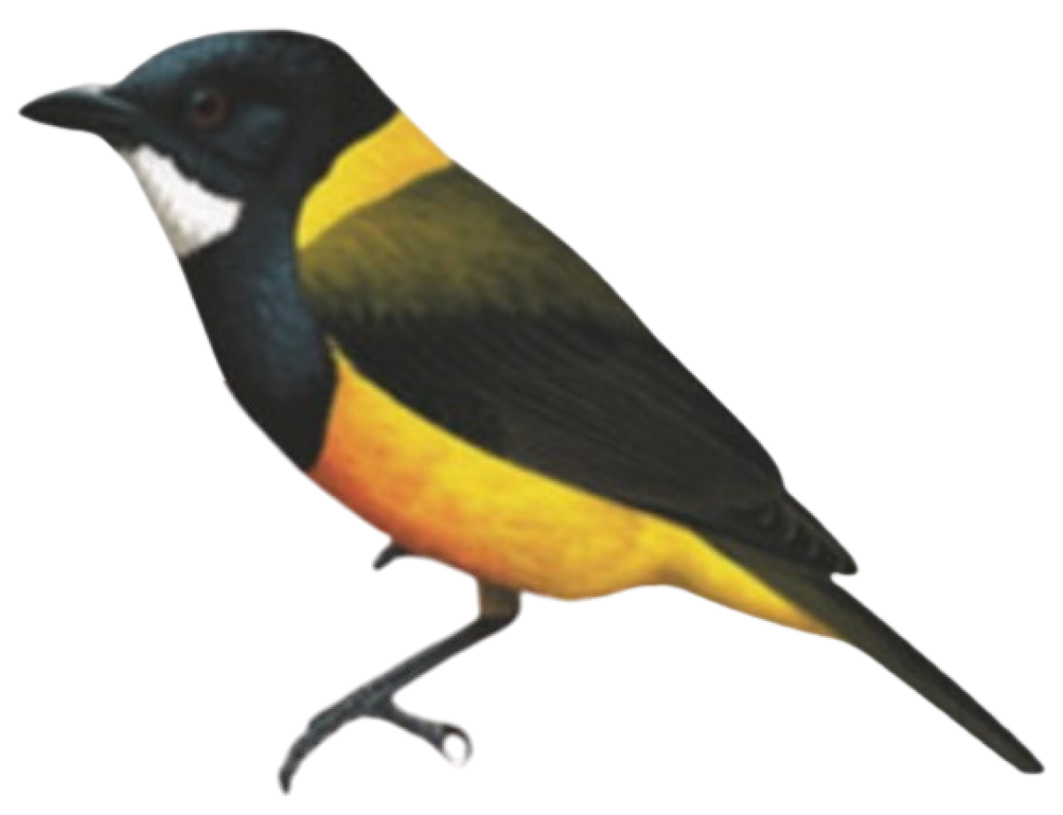 Pachycephala schlegelii