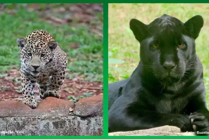 (crédito: Montagem: Divulgação/Vale e Suzete Macedo) (crédito: Montagem: Divulgação/Vale e Suzete Macedo)