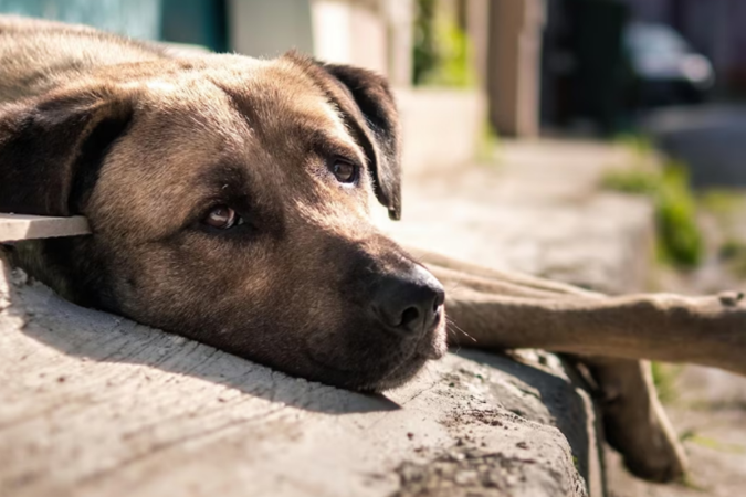Suspeito de praticar zoofilia com filhote de cachorro é indiciado
- (crédito: Freepik/Reprodução) Suspeito de praticar zoofilia com filhote de cachorro é indiciado
- (crédito: Freepik/Reprodução)