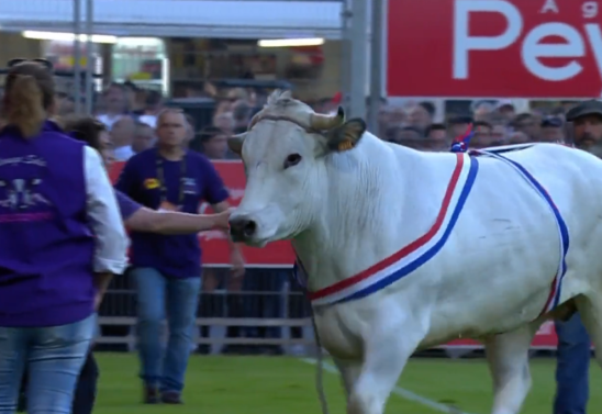 Touro invade campo durante partida de rugby na França; veja