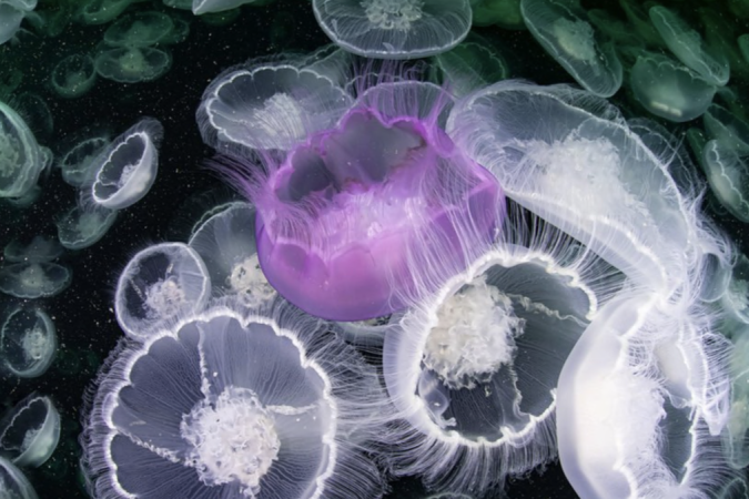 Uma verdadeiro desabrochar de medusas-da-lua do Alasca, com uma água-viva roxa macho perseguindo uma água-viva fêmea pronta para acasalar, após mudar sua cor de roxo para rosa - (crédito: Mayumi Takeuchi-Ebbins) Uma verdadeiro desabrochar de medusas-da-lua do Alasca, com uma água-viva roxa macho perseguindo uma água-viva fêmea pronta para acasalar, após mudar sua cor de roxo para rosa - (crédito: Mayumi Takeuchi-Ebbins)