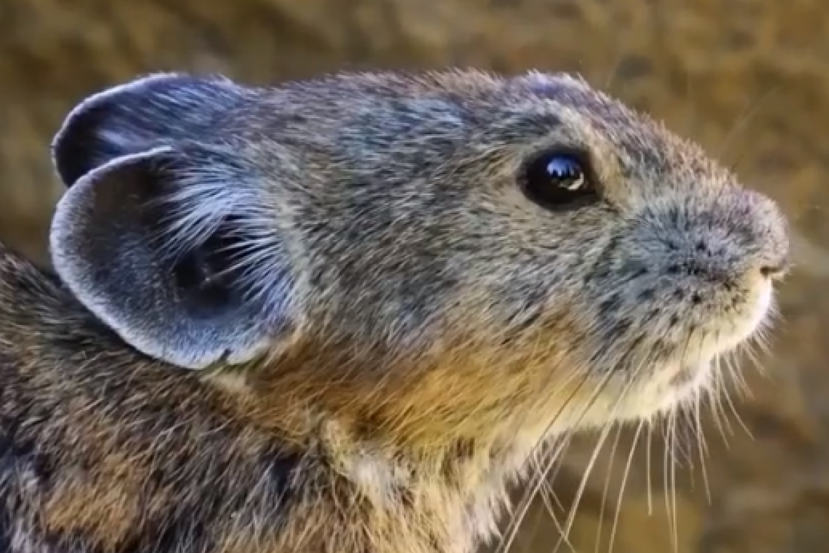 Pika corre risco de extinção devido ao aquecimento global; conheça a espécie