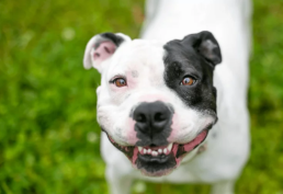 22 animais estão disponíveis para adoção -  (crédito: Reprodução redes sociais)