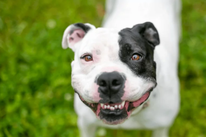 22 animais estão disponíveis para adoção - (crédito: Reprodução redes sociais) 22 animais estão disponíveis para adoção - (crédito: Reprodução redes sociais)