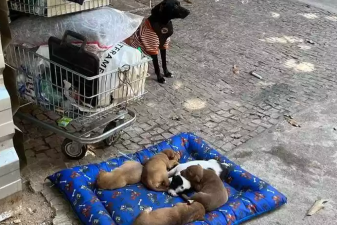 Foto tirada nesta terça-feira (11/7) das cachorras e dos filhotes. Morador da região afirma que animais eram bem cuidados -  (crédito: Arquivo pessoal)