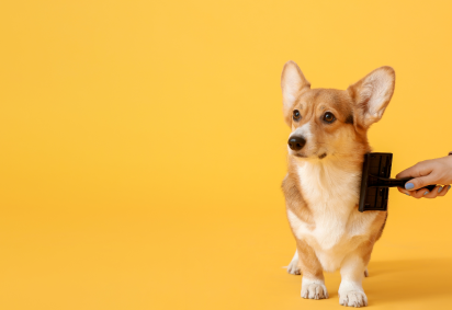 Mantenha o ambiente cheiroso com as dicas do CB Vitrine -  (crédito: Canva Pro) -Mantenha o ambiente cheiroso com as dicas do CB Vitrine -  (crédito: Canva Pro)