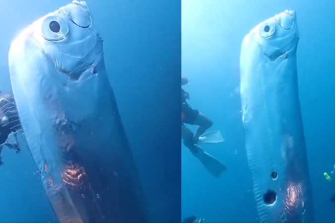 Peixe gigante é filmado na costa do Taiwan - (crédito: Reprodução/Twitter/@brasil_alem) Peixe gigante é filmado na costa do Taiwan - (crédito: Reprodução/Twitter/@brasil_alem)