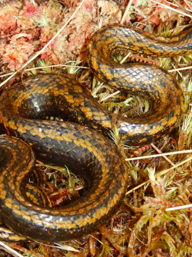 Foto de serpente no Instagram leva ao descobrimento de nova espécie