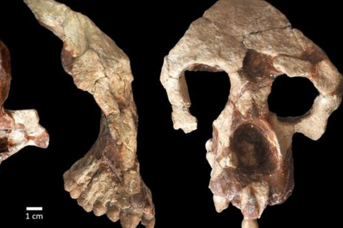 Na análise do fóssil, a equipe se debruçou em um crânio parcial significativamente bem preservado, que inclui a maior parte da estrutura facial e a parte frontal da caixa craniana - (crédito: Divulgação/Sevim-Erol, A., Begun, DR, Sözer, Ç.S) Na análise do fóssil, a equipe se debruçou em um crânio parcial significativamente bem preservado, que inclui a maior parte da estrutura facial e a parte frontal da caixa craniana - (crédito: Divulgação/Sevim-Erol, A., Begun, DR, Sözer, Ç.S)