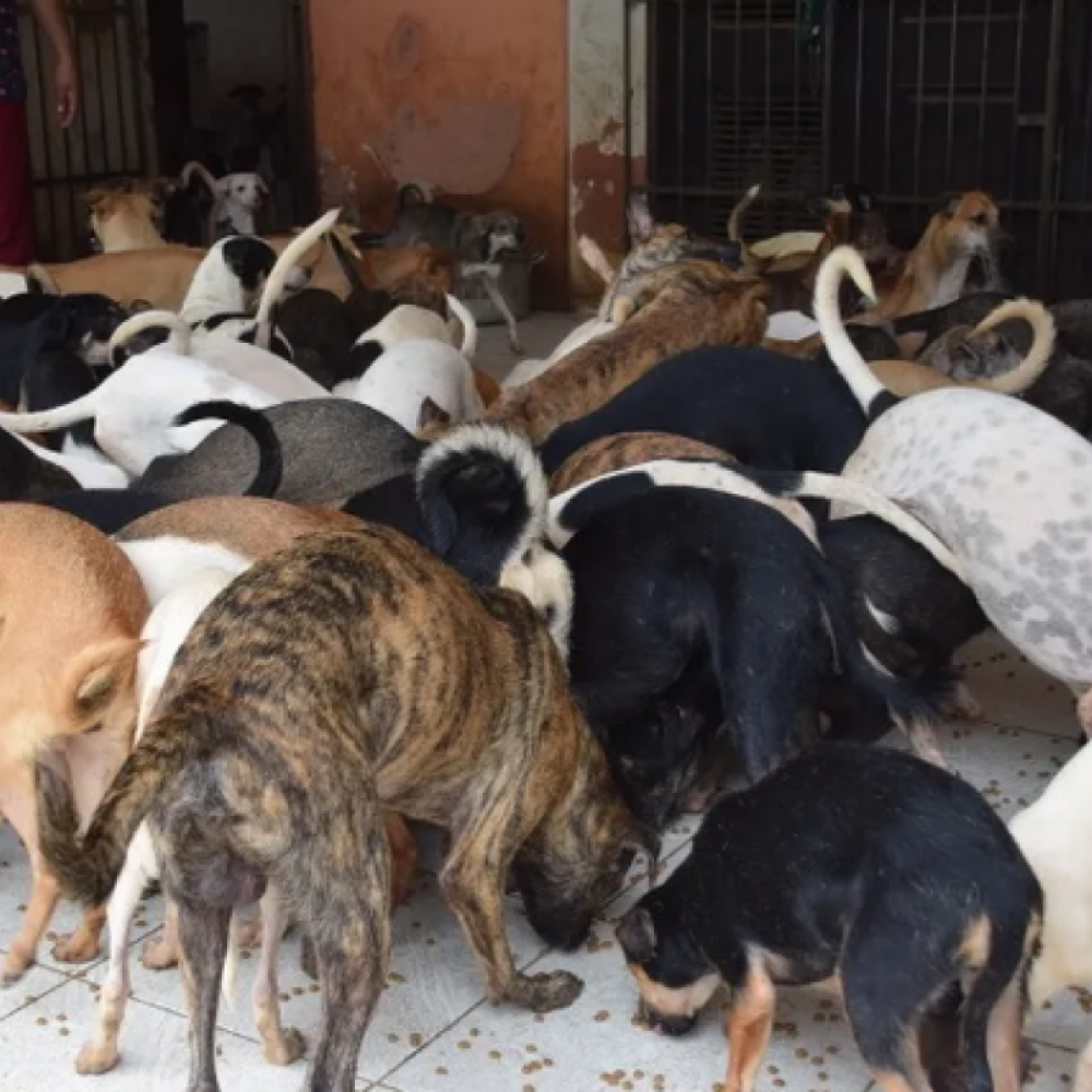 Idosa que abrigava 150 cães teria sido comida pelos animais, no Maranhão